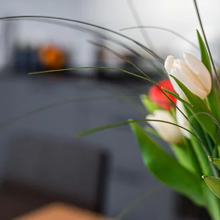 Hermes Premium - Billberry *